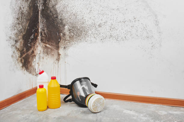 Best Preventive Mold Services in Eulyptus Hills, CA