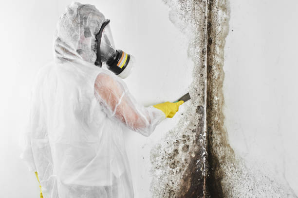 Best Localized Mold Remediation (e.g., coastal areas, humid climates) in Eulyptus Hills, CA