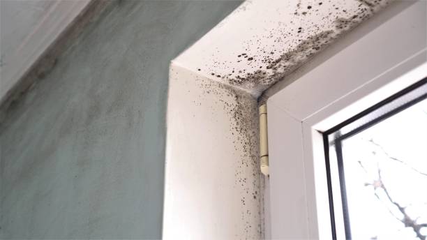 Best Commercial Mold Remediation in Eulyptus Hills, CA