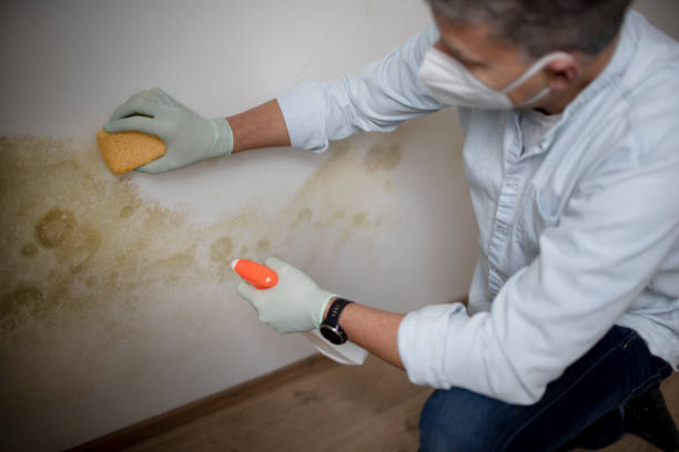 Best Health and Safety Mold Remediation in Eulyptus Hills, CA