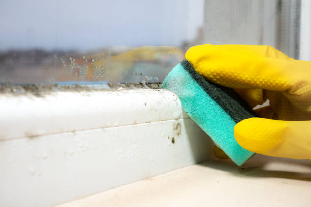 Best Crawl Space Mold Remediation in Eulyptus Hills, CA