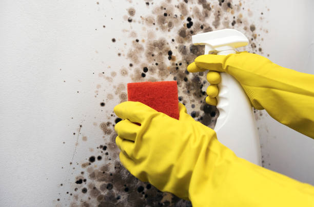 Best Bathroom Mold Remediation in Eulyptus Hills, CA