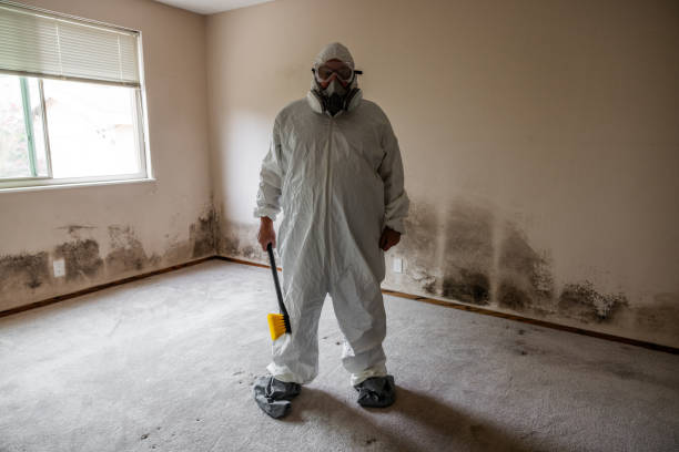 Trusted Eucalyptus Hills, CA Mold Remediation Experts